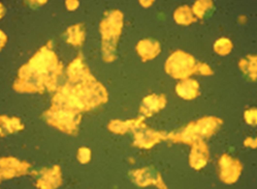 NEPA21 / Mouse iPS Cells - Viability 89 per cent and Transfection Efficiency 47 per cent